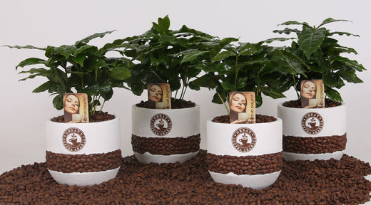 Fiche d'entretien: Coffea Arabica