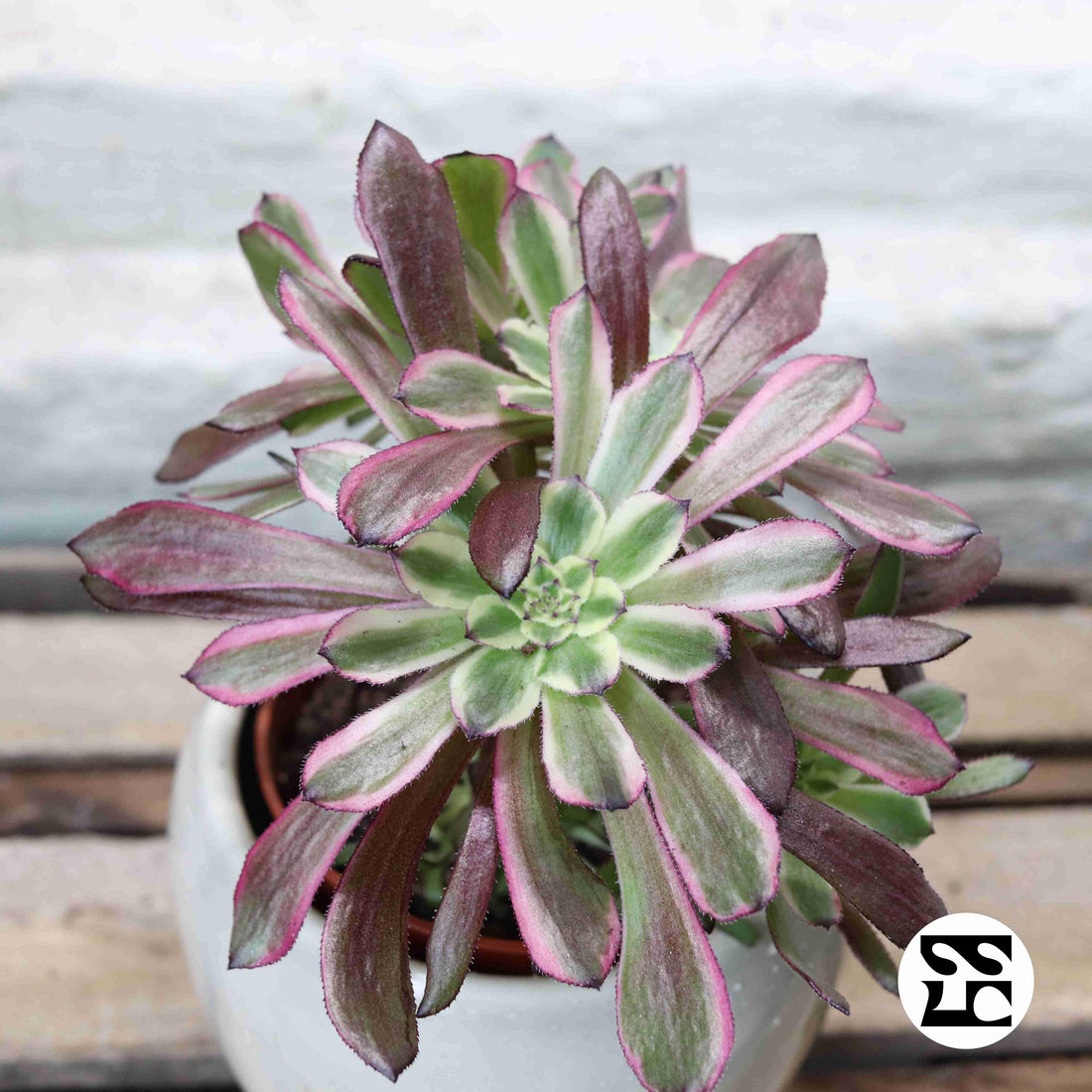Fiche d'entretien: Aeonium