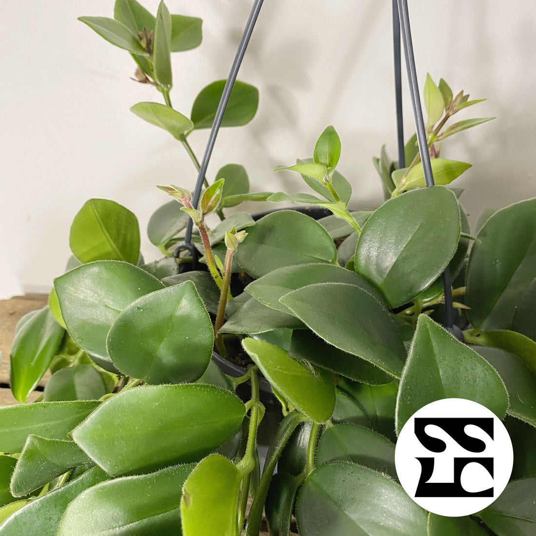 Fiche d'entretien: Aeschynanthus