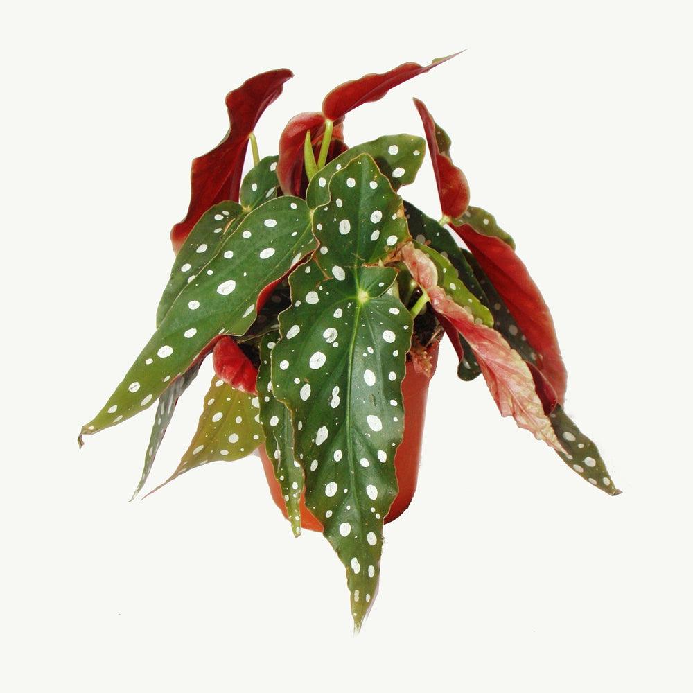 Fiche d'entretien: Begonia