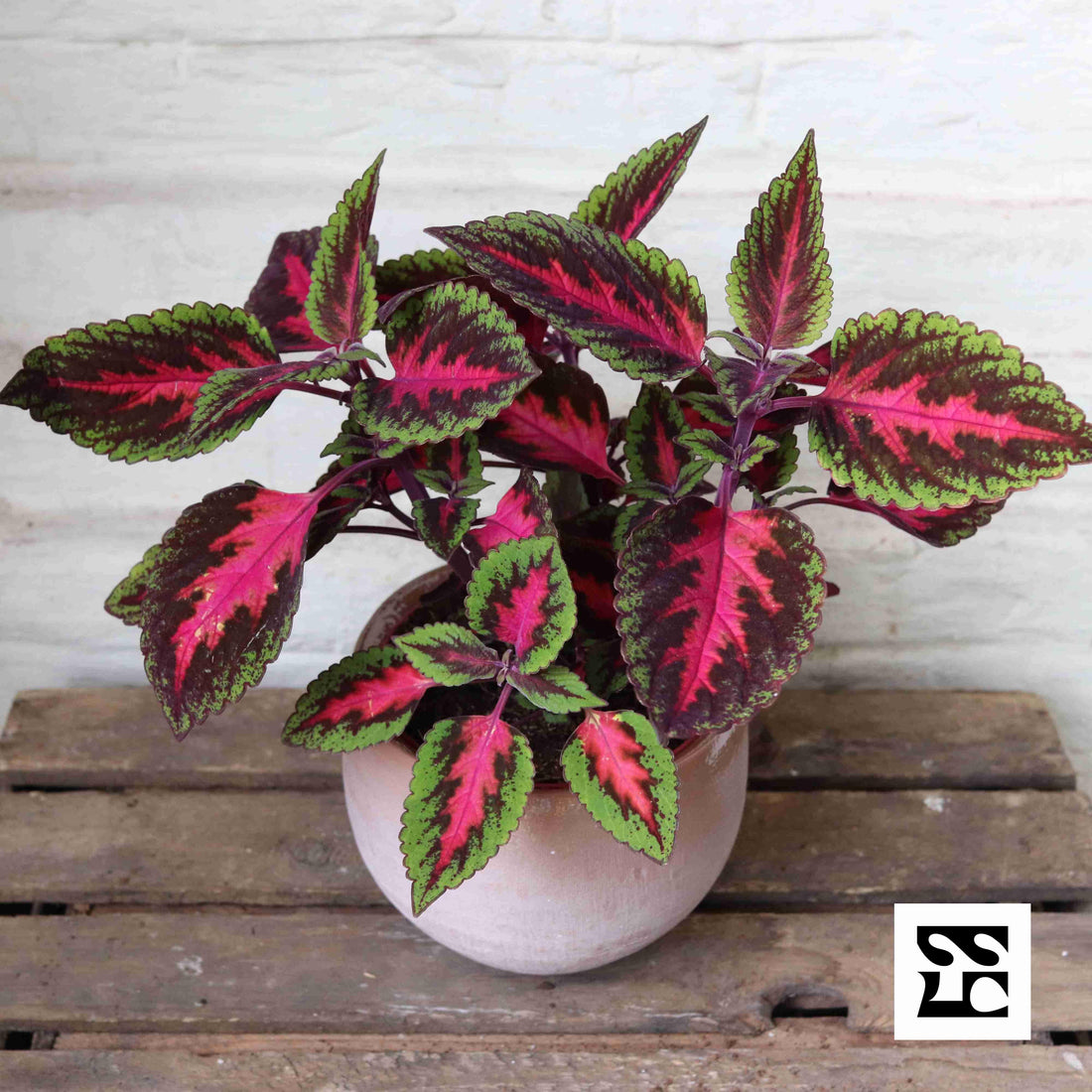 Fiche d'entretien: Coleus
