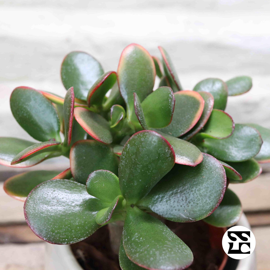 Fiche d'entretien: Crassula