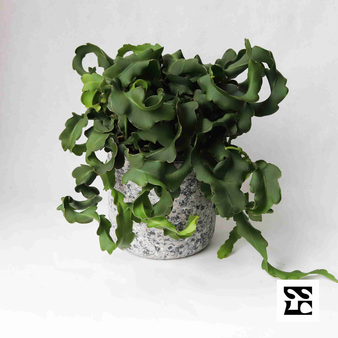 Fiche d'entretien: Epiphyllum