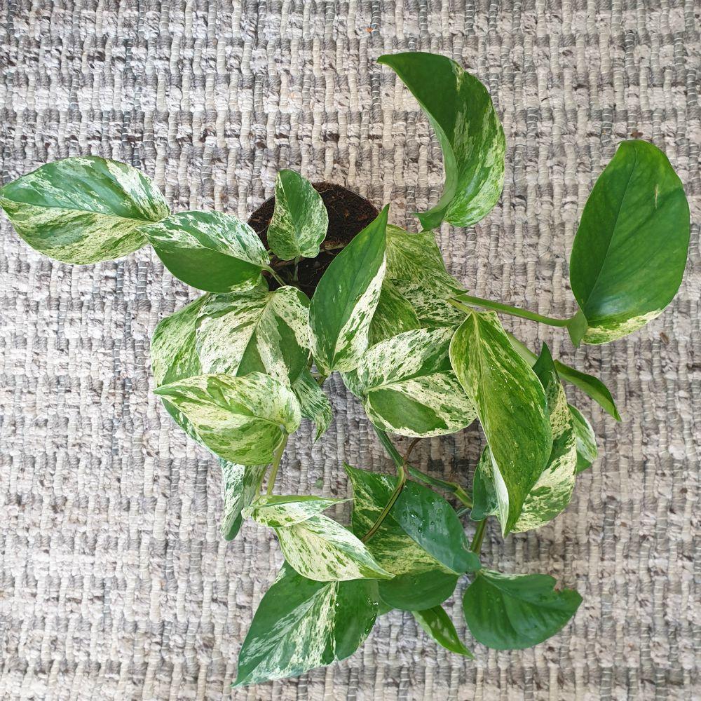 Fiche d'entretien: Epipremnum