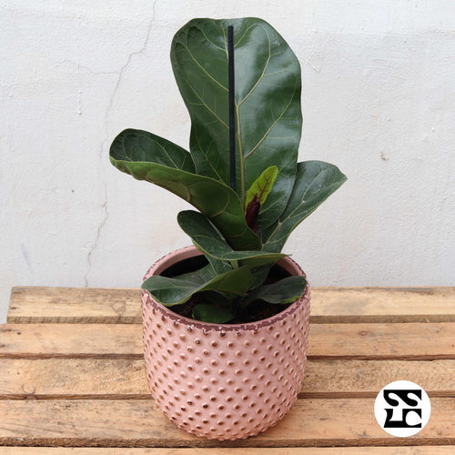 Fiche d'entretien: Ficus