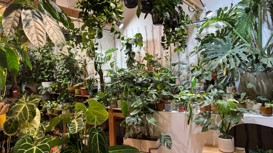 Complément d'entretien - Engrais, rempotage et substrats