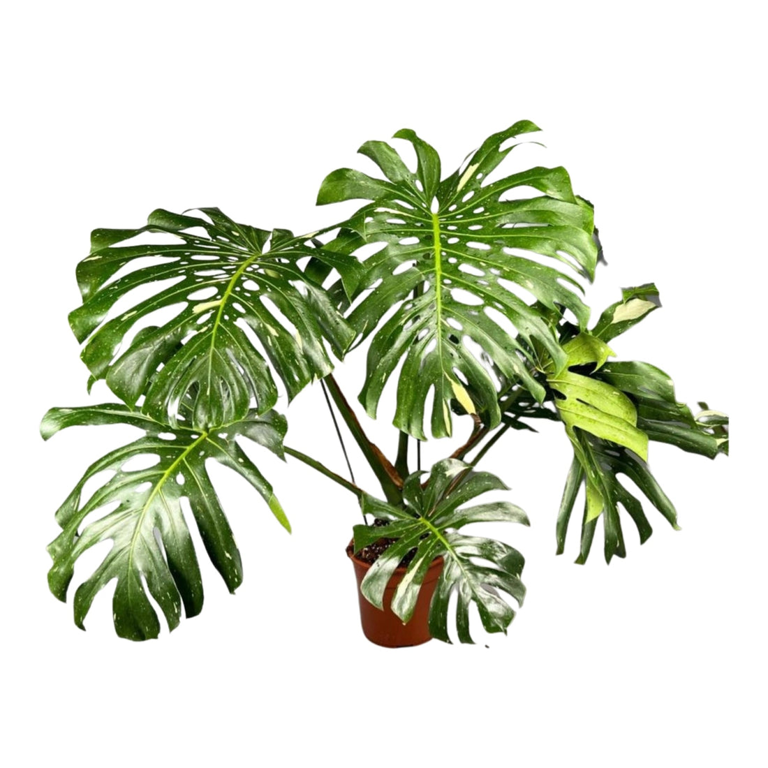 Fiche d'entretien: Plantes Variegata