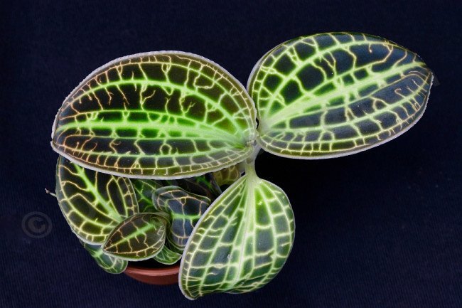 Fiche d'entretien: Orchidées Bijoux - Macodes Petola