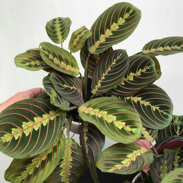 Fiche d'entretien: Maranta