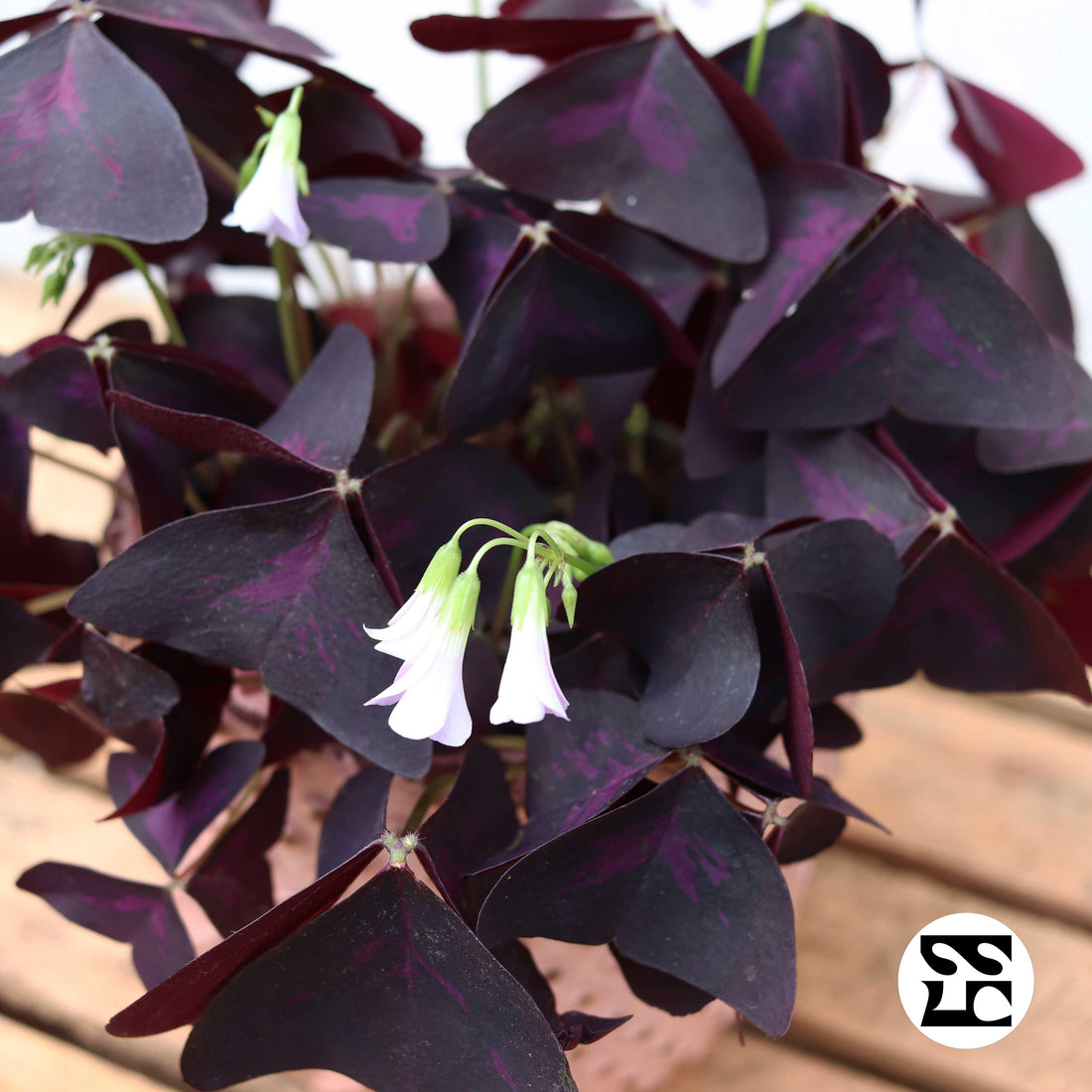 Fiche d'entretien: Oxalis