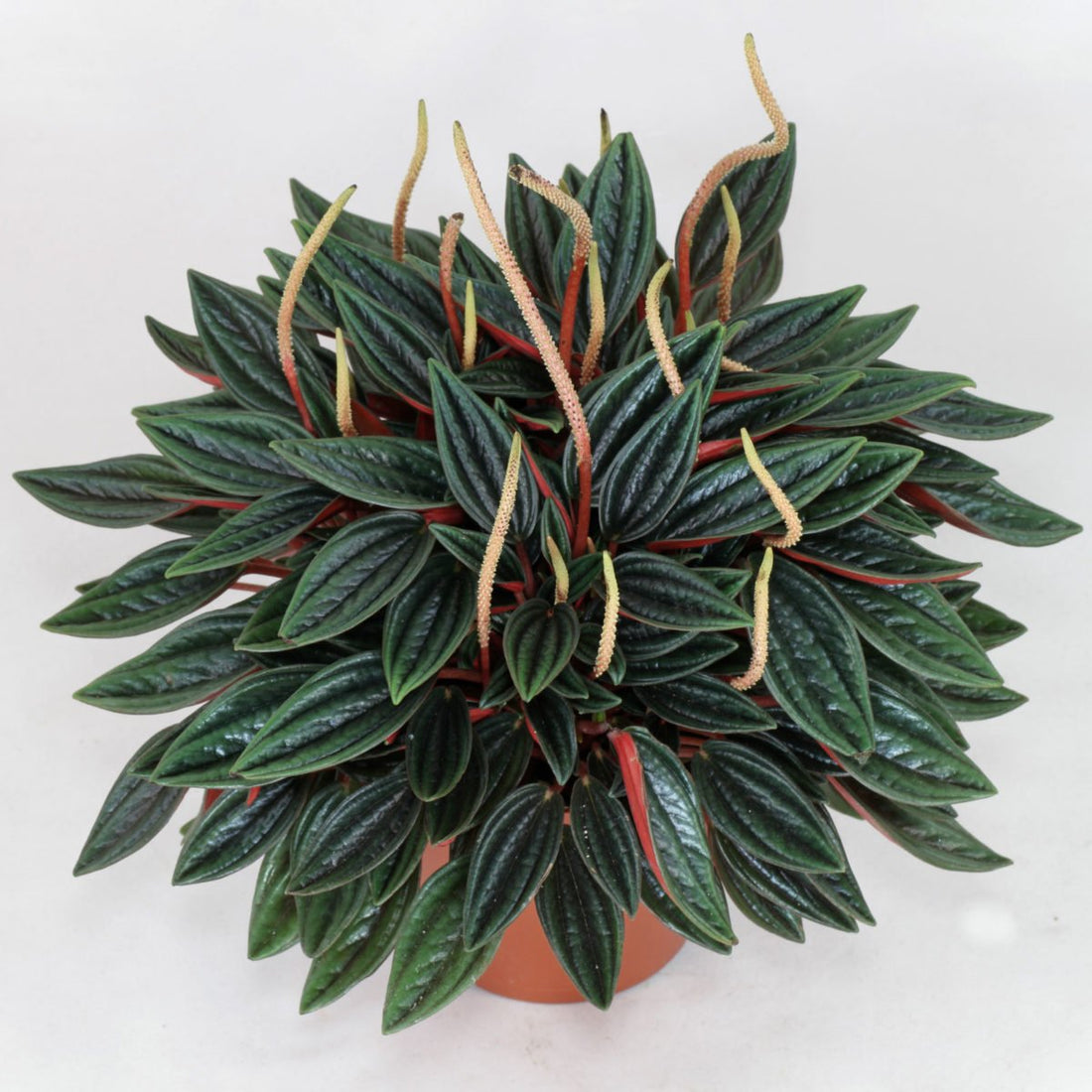 Fiche d'entretien: Peperomia