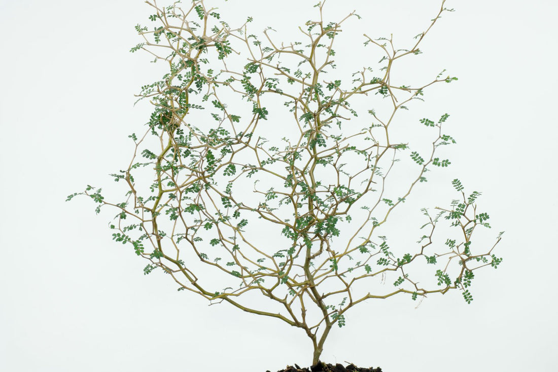 Fiche d'entretien: Sophora