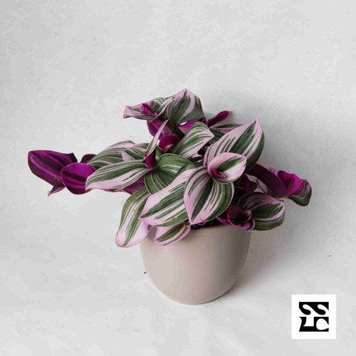Fiche d'entretien: Tradescantia