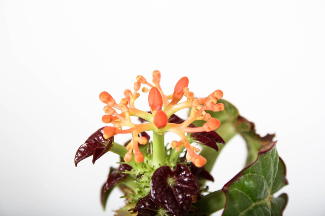 Fiche d'entretien: Jatropha