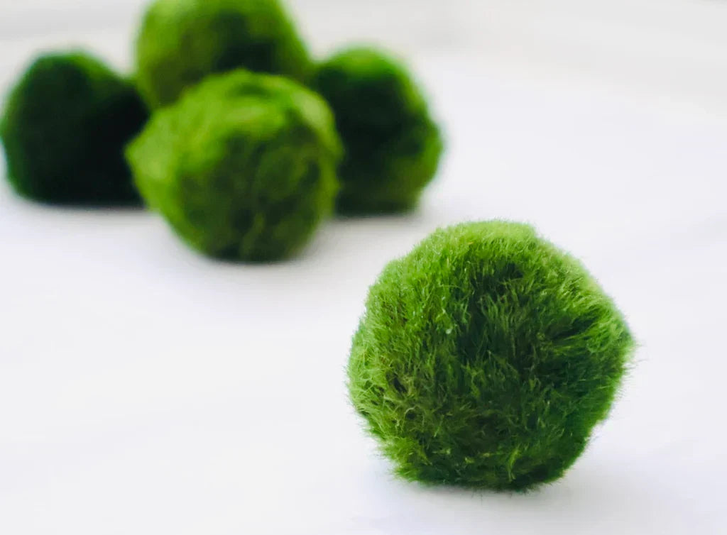 Fiche d'entretien: Marimo