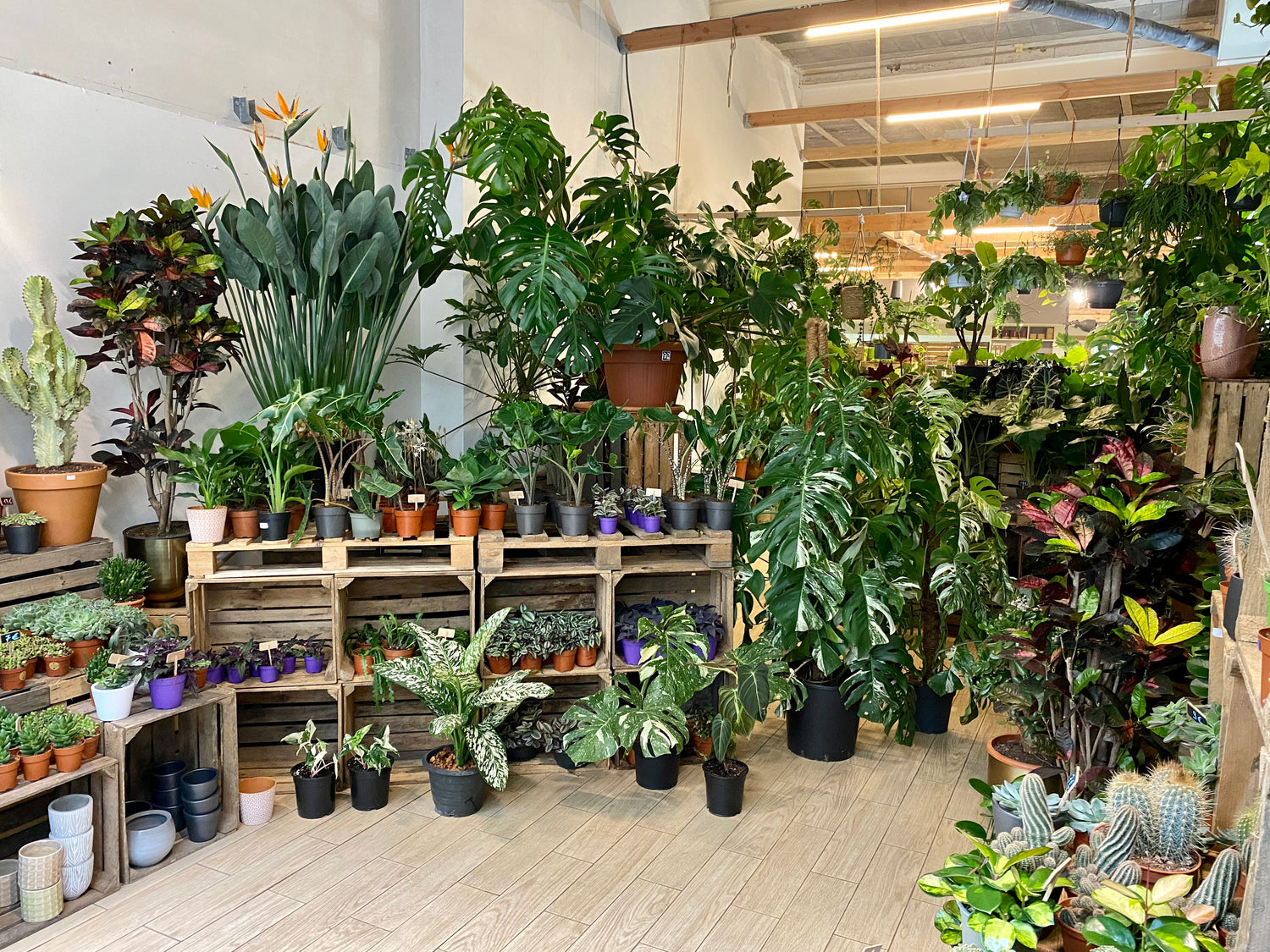 Magasin de plantes - Sous la Canopée - Plantshop - Plantes Rares - Bruxelles - Chaussée d'Ixelles - Boutique de plantes - Plante - Fleuriste - Webshop