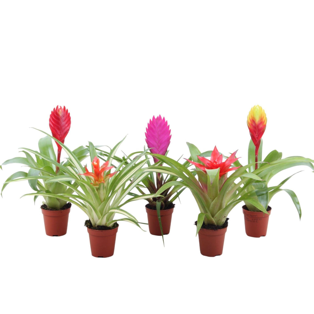 Fiche d'entretien: Bromelia / Guzmania