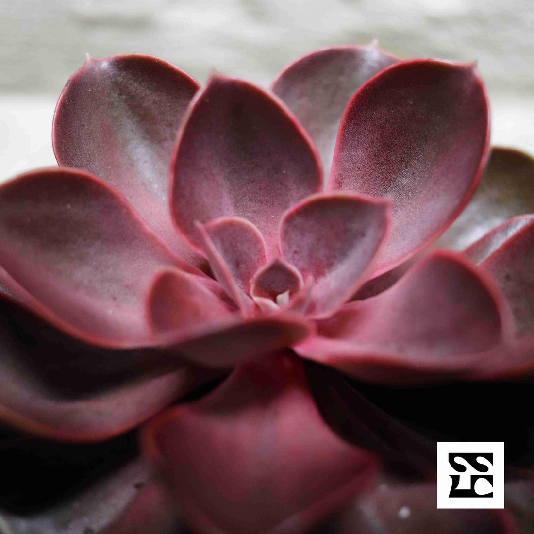 Fiche d'entretien: Echeveria