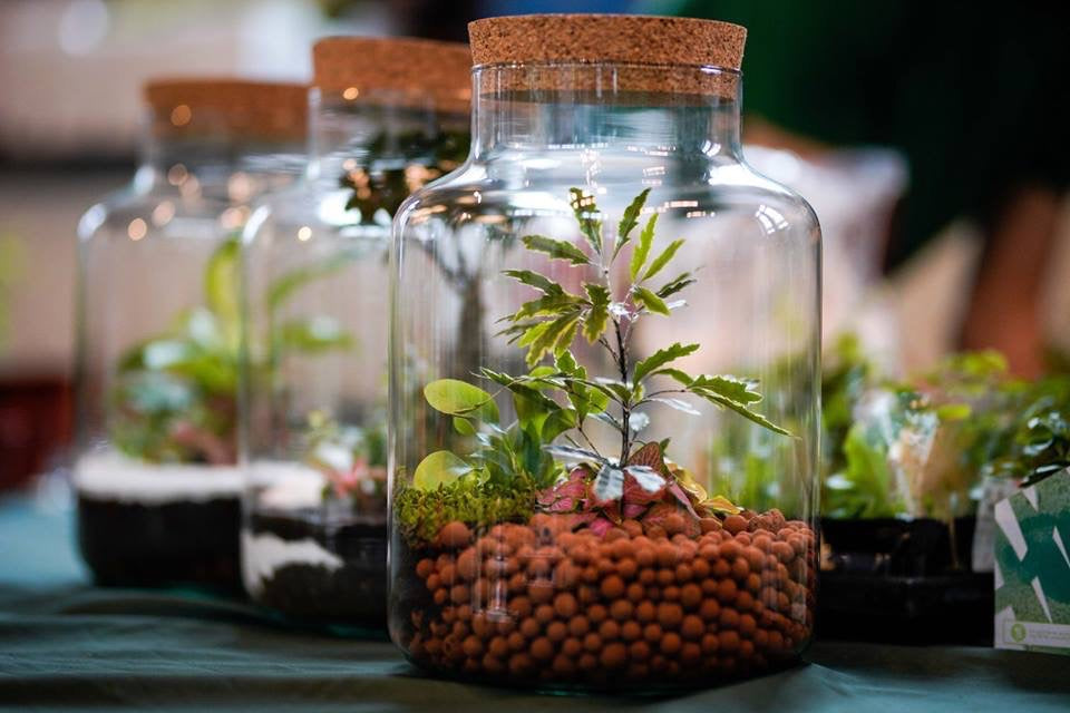 Fiche d'entretien: Terrarium