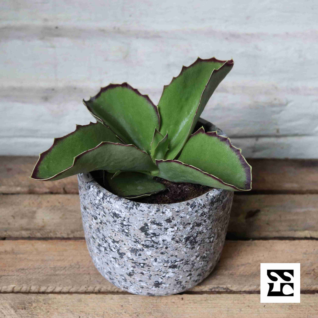 Fiche d'entretien: Kalanchoe
