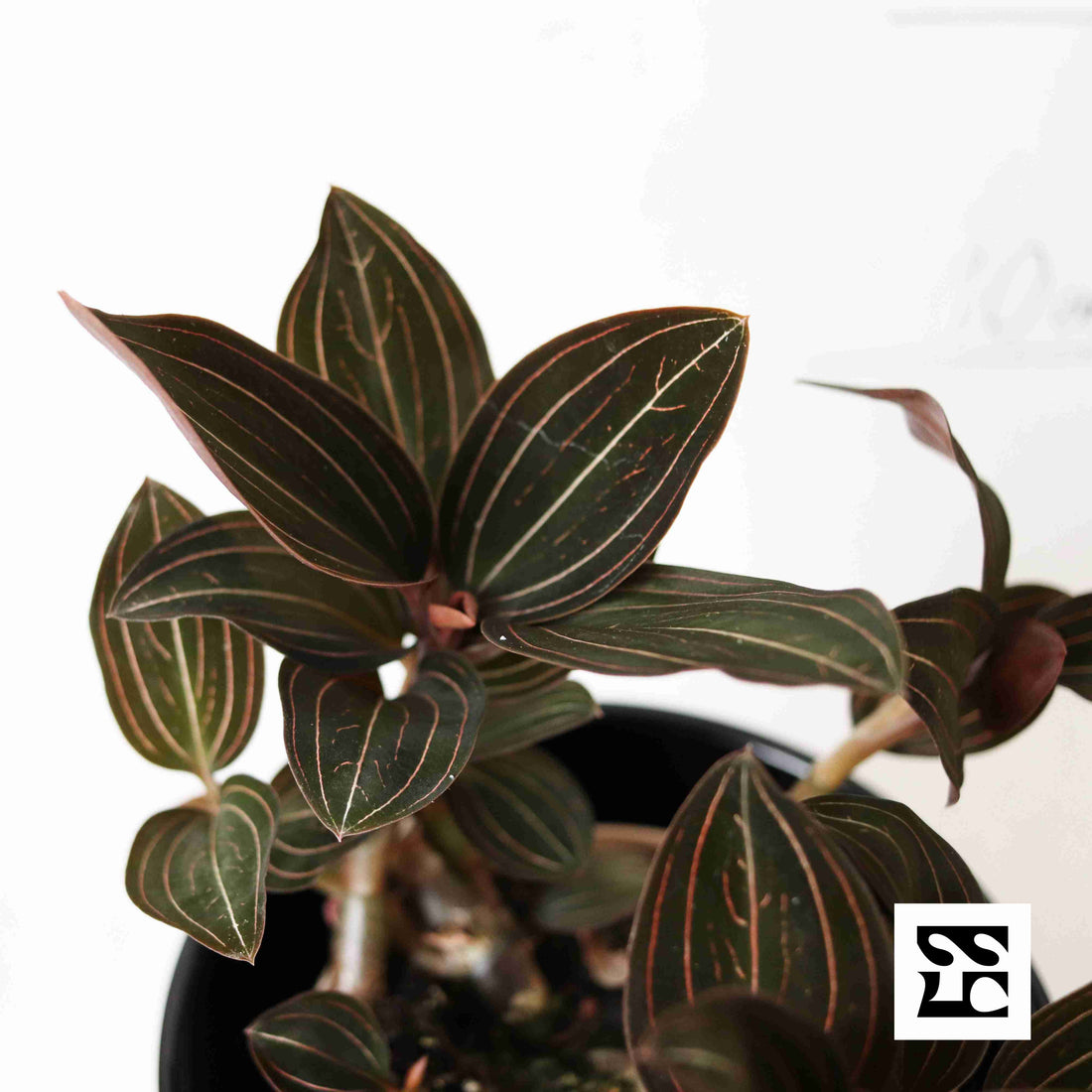 Fiche d'entretien: Ludisia discolor