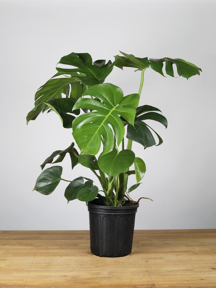 Fiche d'entretien: Monstera