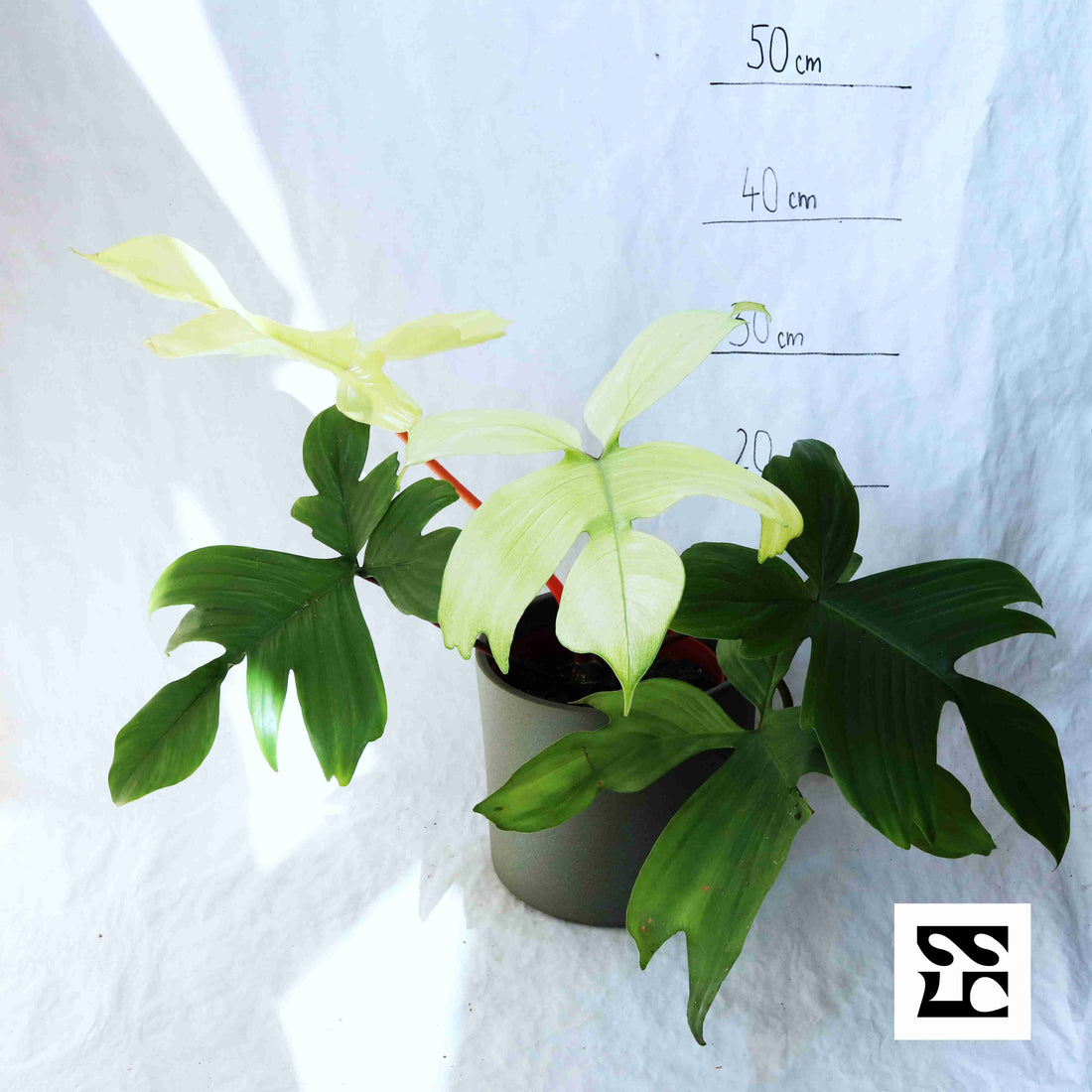 Fiche d'entretien: Philodendron