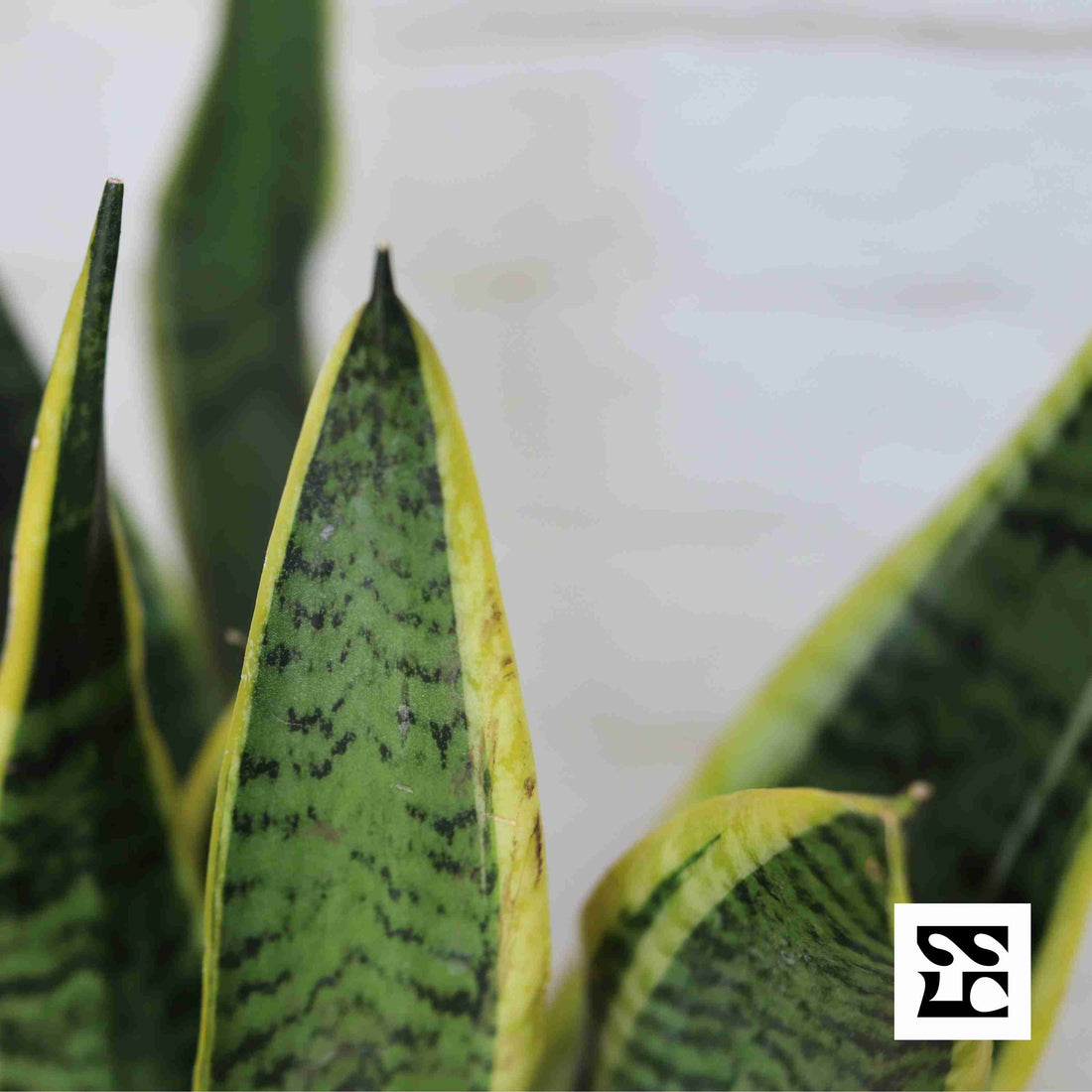 Fiche d'entretien: Sansevieria