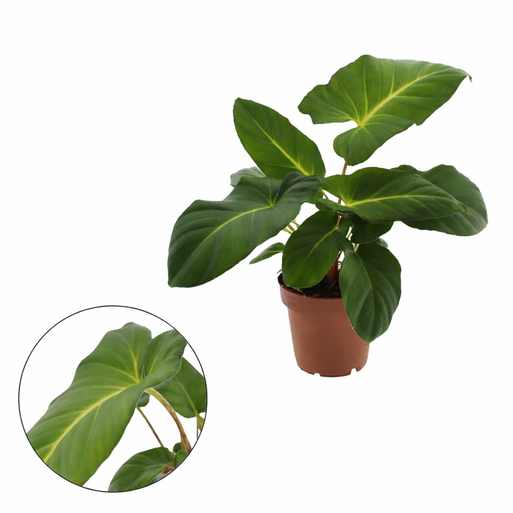 Fiche d'entretien: Adelomena