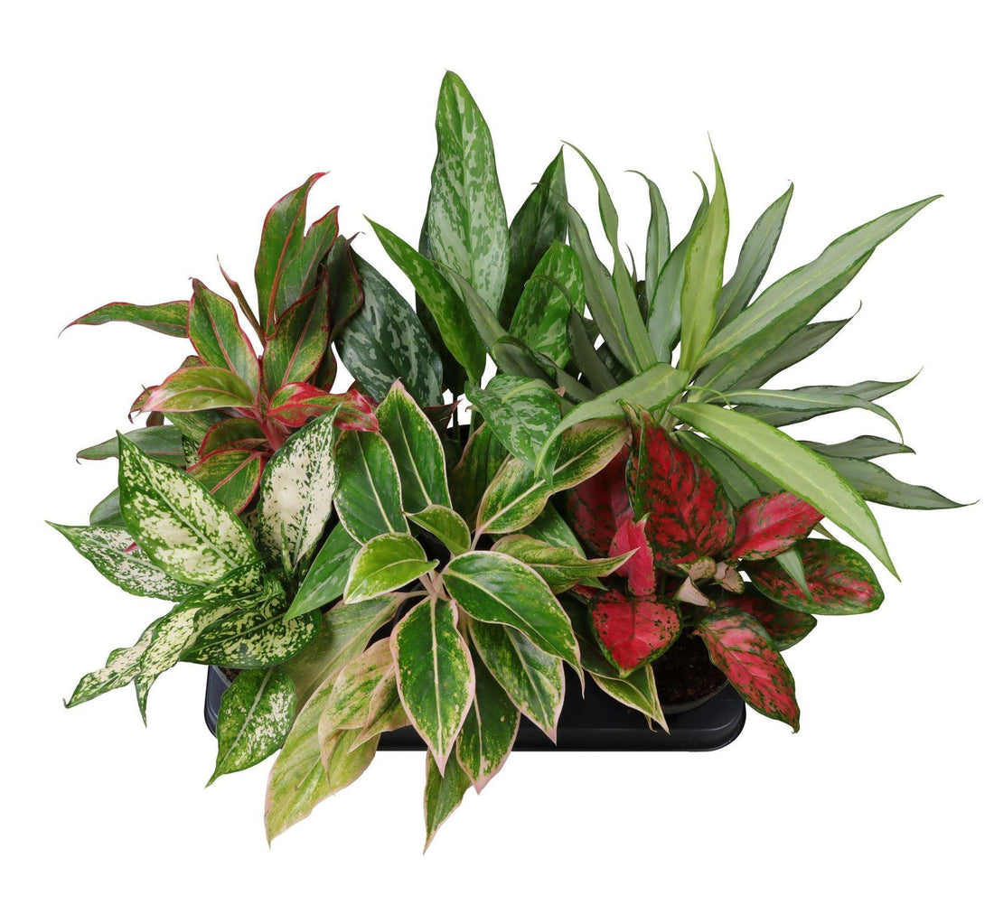 Fiche d'entretien: Aglaonema