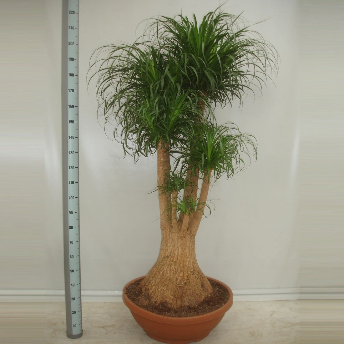 Fiche d'entretien: Beaucarnea