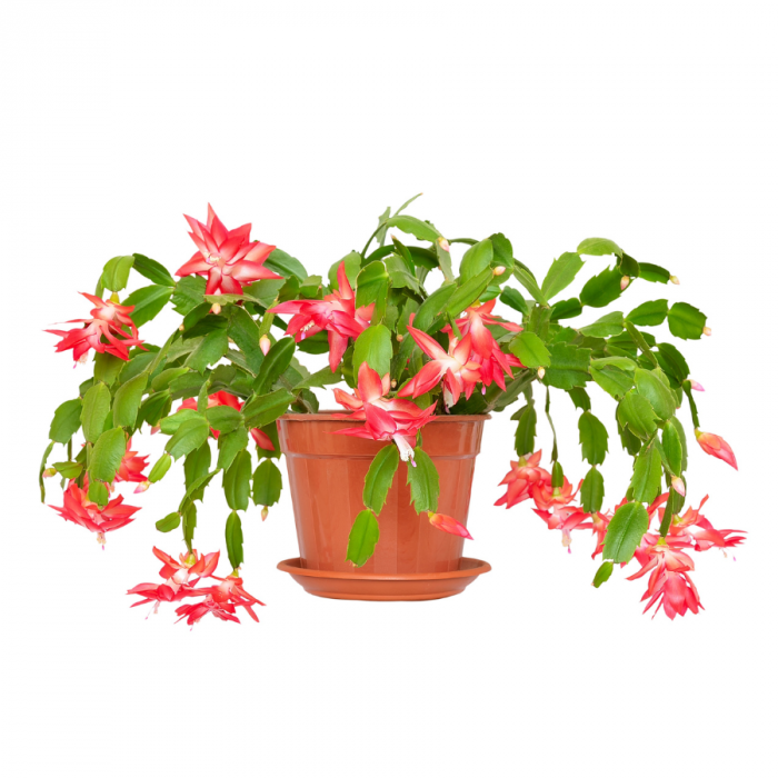 Fiche d'entretien: Schlumbergera (cactus de Noël)