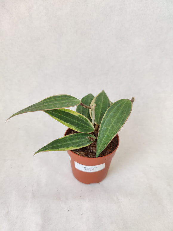 Hoya Macrophylla Variegata ↕: 12cm ø: 5cm