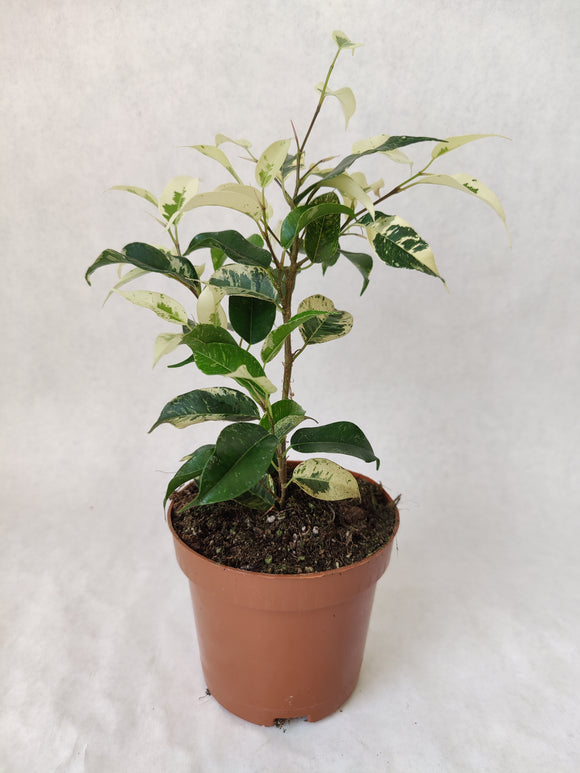 Ficus Eldorado ↕: 35cm ø: 10cm