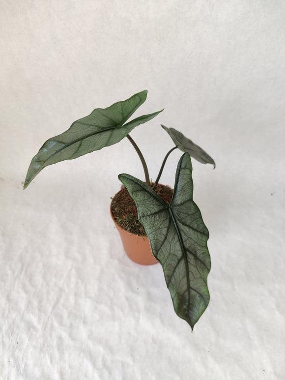 Alocasia Heterophylla ↕: 30cm ø: 12cm