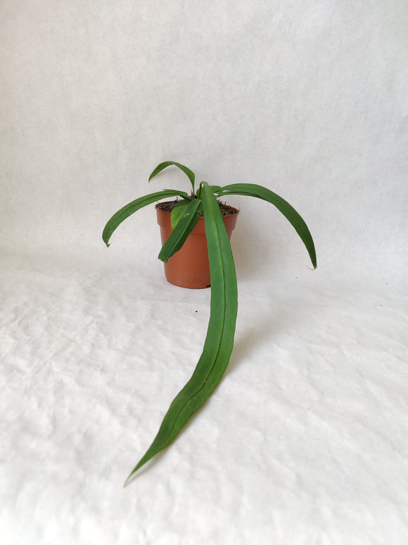 Anthurium Vittarifolium ↕: 20cm ø: 13cm