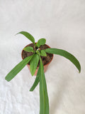 Anthurium Vittarifolium ↕: 20cm ø: 13cm