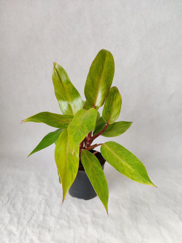 Philodendron Painted Lady ↕: 30cm ø: 12cm