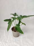 Anthurium Podophyllum ↕: 30cm ø: 23cm