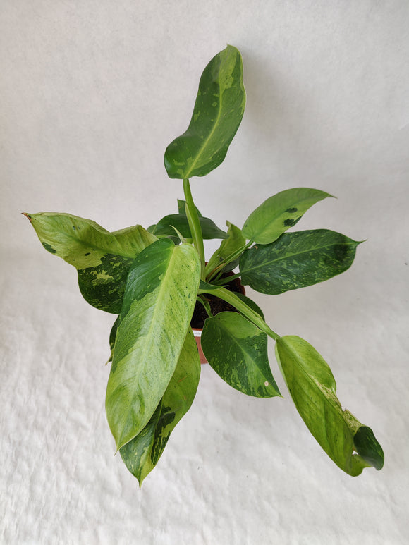 Philodendron Jose Buono ↕: 35cm ø: 12cm