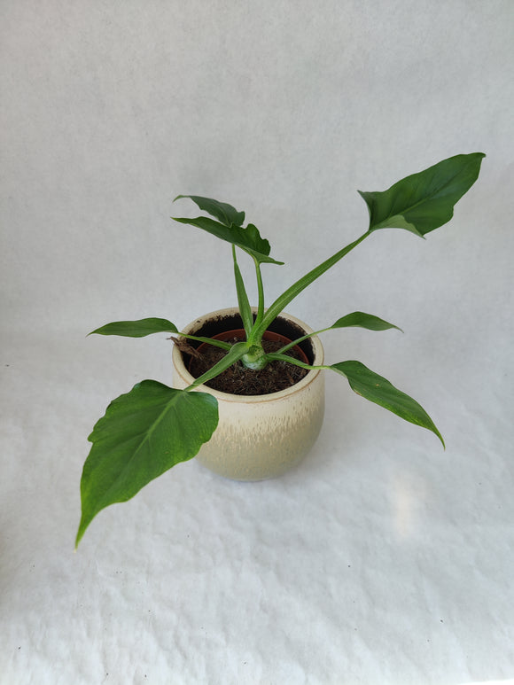 Philodendron Warszewiczii ↕: 30cm ø: 13cm