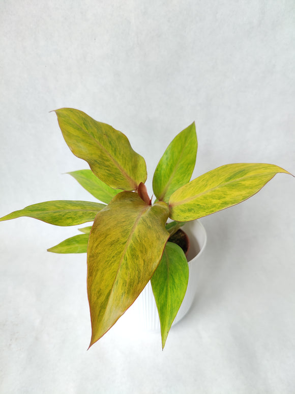 Philodendron Marmelade ↕: 25cm ø: 10,5cm