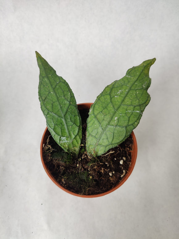Hoya Clemensiorum Sumatra ↕: 15cm ø: 10,5cm