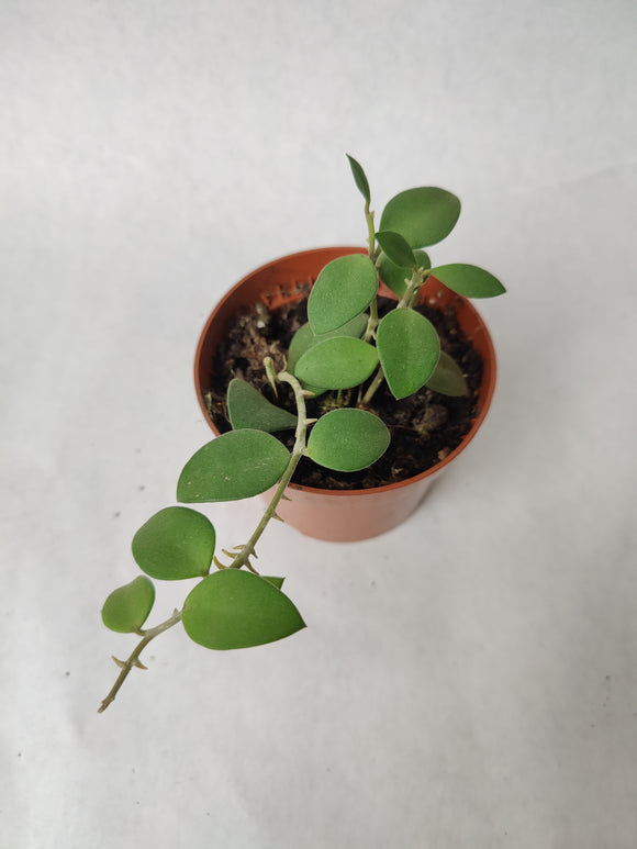 Hoya Nummularioides ↕: 15cm ø: 10,5cm