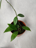 Hoya Nicholsoniae ↕: 15cm ø: 10,5cm