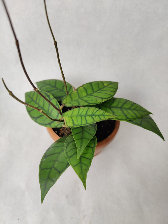 Hoya Callistophylla suspension ↕: 15cm ø: 12cm