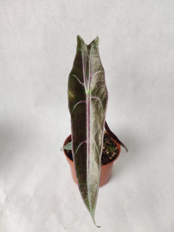 Alocasia Longiloba Purple ↕: 25cm ø: 10,5cm