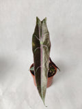 Alocasia Longiloba Purple ↕: 25cm ø: 10,5cm