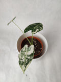 Alocasia Frydek (variegata) ↕: 22cm ø: 10,5cm