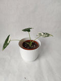 Alocasia Frydek (variegata) ↕: 22cm ø: 10,5cm